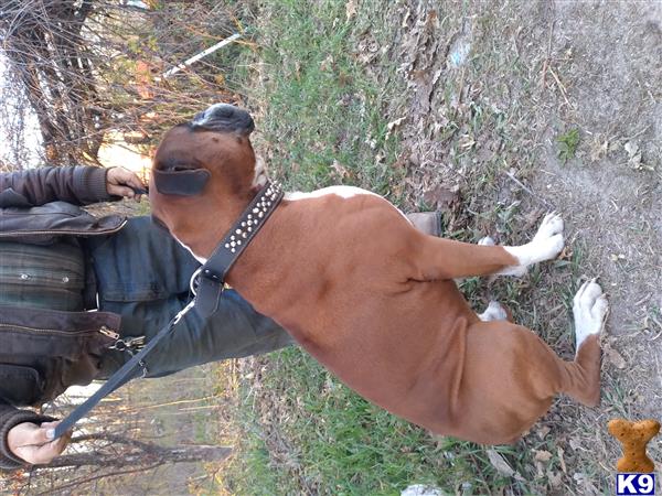 Jakeboxer Picture 2